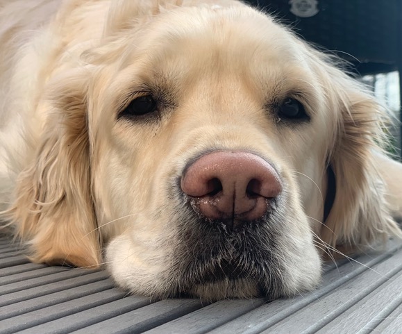 Hund%20Pucki